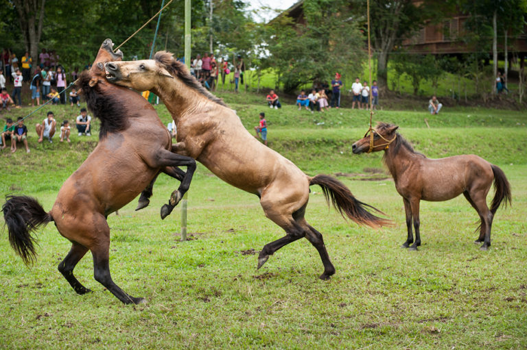 مصارعة الخيول
